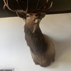 Real Deer Head (very Flexible Price)