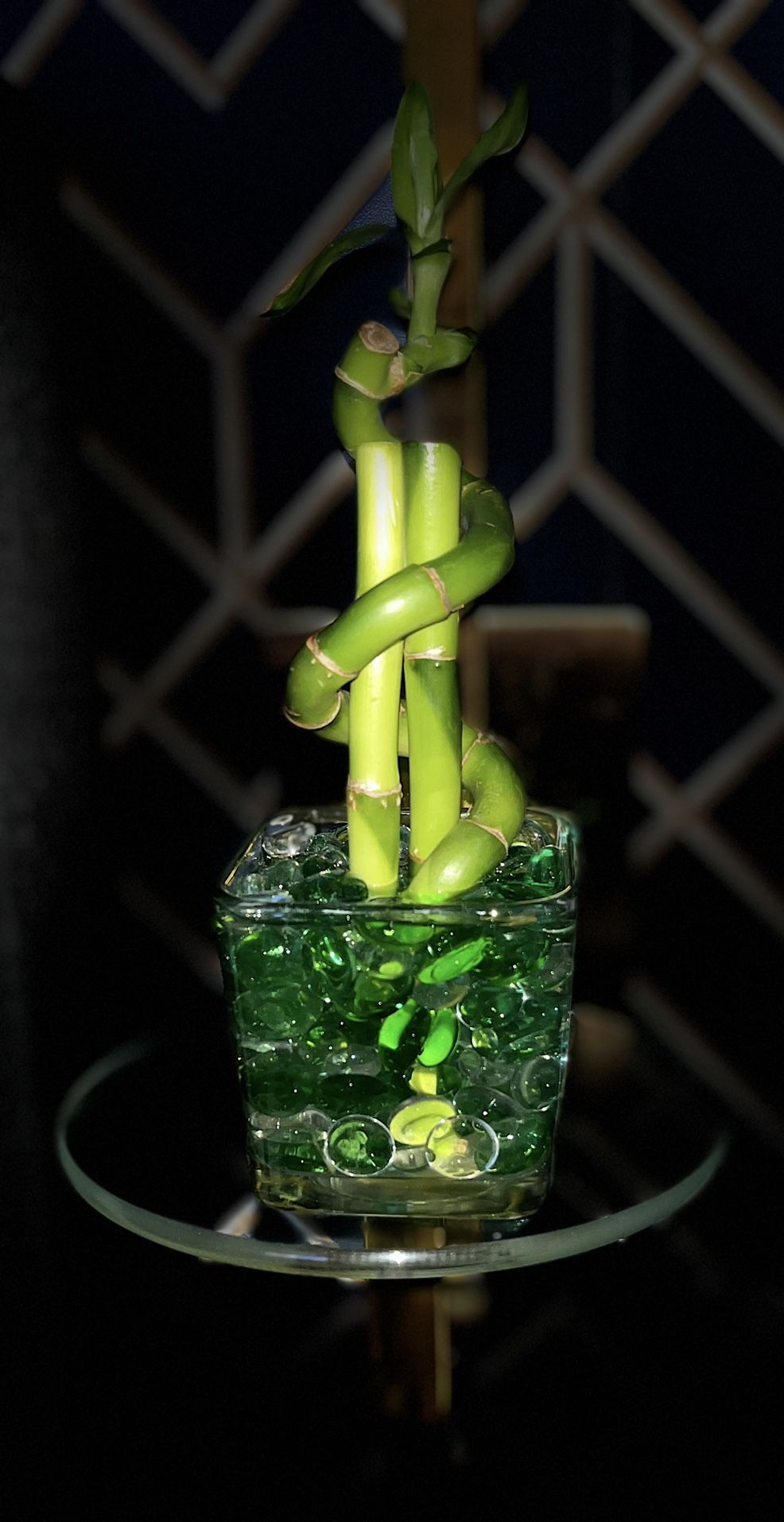 Chinese New Year Lucky Bamboo 5"x 5" Planter For $5