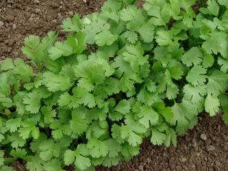 🌿 10 Cilantro Seed Bombs - Free Food, Anywhere 🌿