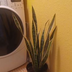 Snake Plant