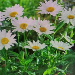‘Becky’ Daisies - Perennial Flower Plants
