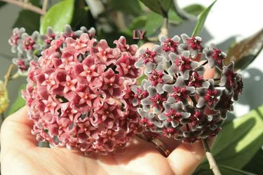 Hoya Publicalix Silver Pink
