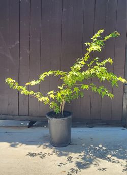 Japanese Maple Aprox 4 Feet