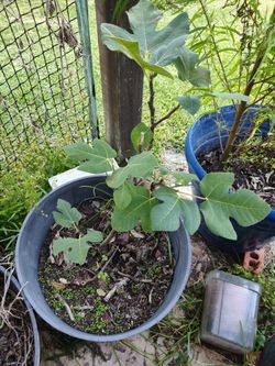 fig tree, willow tree,snake plant ,