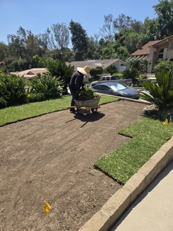 Sod and Grass
