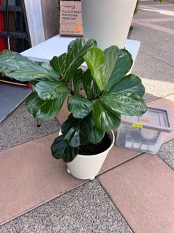 Ficus lyrata (Fiddle-Leaf Fig Plant)