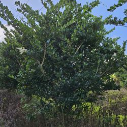 Huge Ligustrum  Beautiful Perfect Green Full Ready For Planting