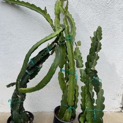 Rooted Dragonfruit Plants 