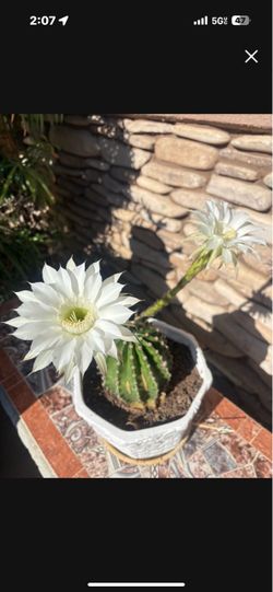 Flowering Cactus in Decorative Pot