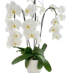 triple Orchid Design