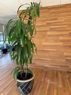 Vase and plant