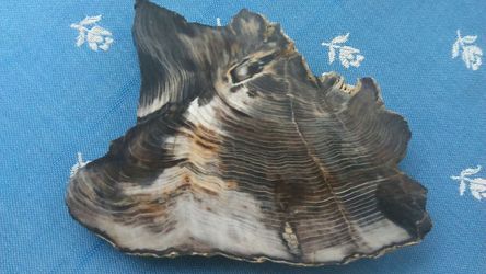 Petrified wood