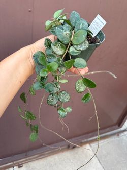 4” Hoya Mathilde splash