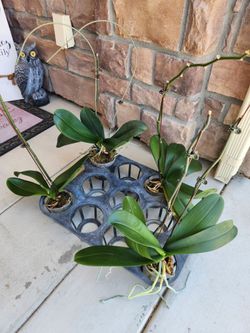 4 inch orchids