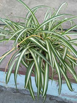 Spider Plants