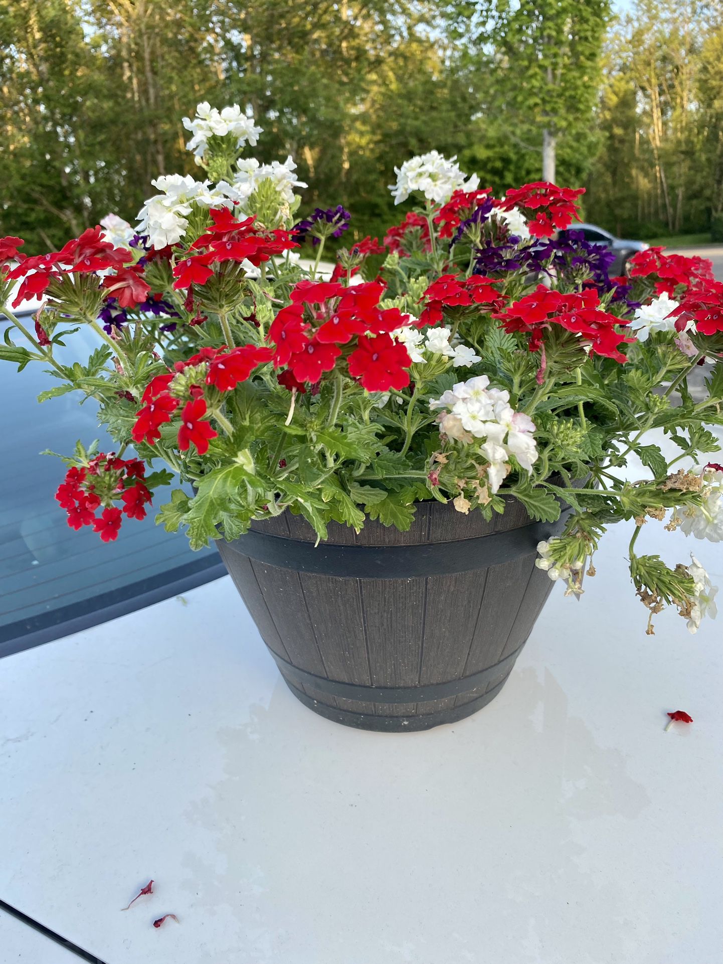 Hanging Baskets And Flower Pots 