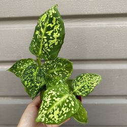 4” Dieffenbachia Reflector 