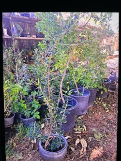 4 foot tall $60 Jujube apple 4 foot tall $60