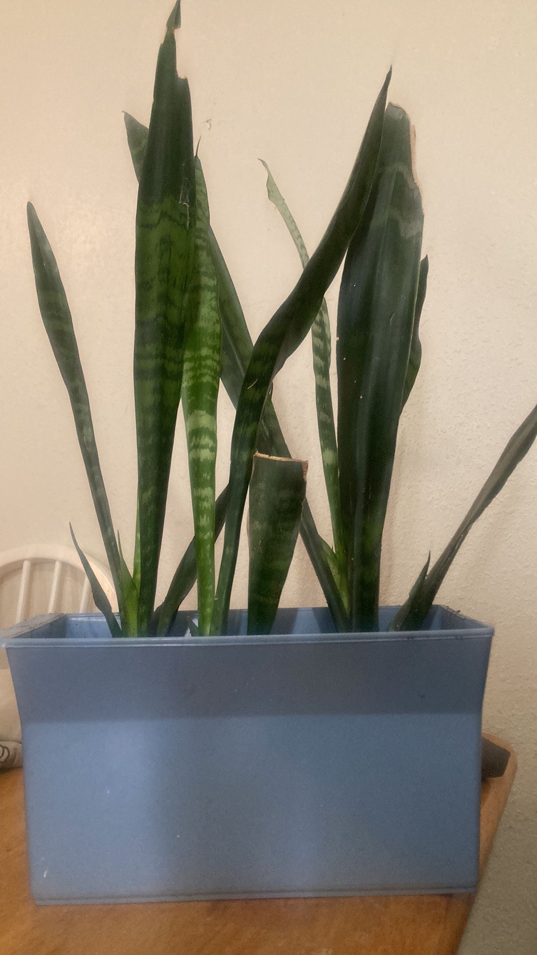 Live Snake Plant