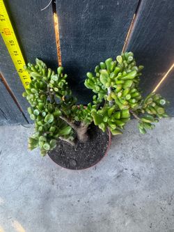 Mature Shrek Ear Jade Plant (Gollum Jade) - Bonsai Style
