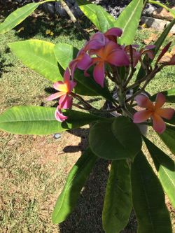 Plumeria