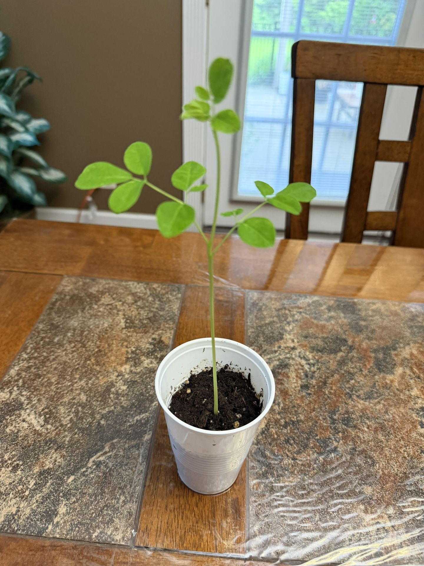 Organic Non Gmo Moringa Seedling. Tree Of Life. Entire plant is edible and nutritious.