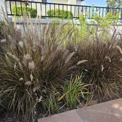 Red Fountain Grass "Pennisetum Setaceum"