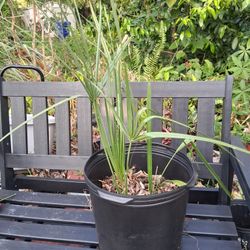 Dwarf Palmetto 2 Trees In One 10 Gal. Pot