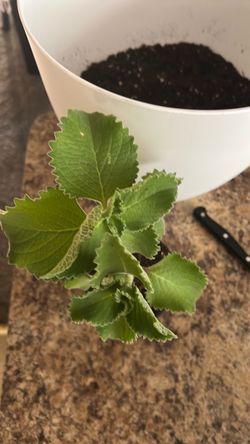 Cuban oregano