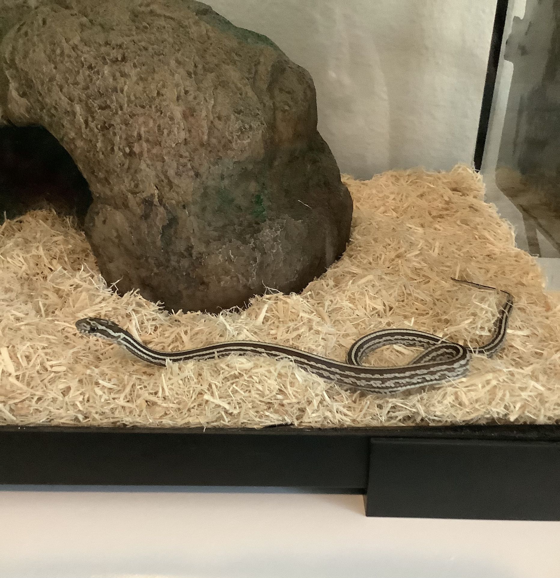 Corn Snake With Habitat 