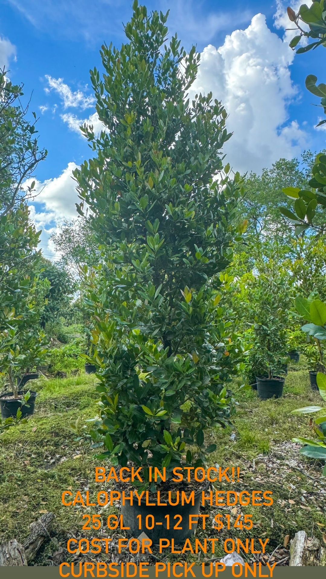 Calophyllum Hedge 25 Gl 10-12 Ft