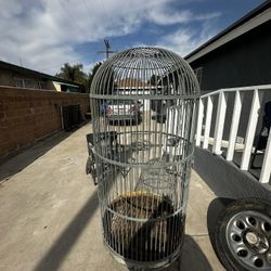 Bird Cage 