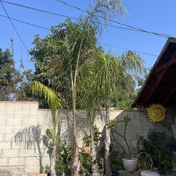 Palm Trees π΄