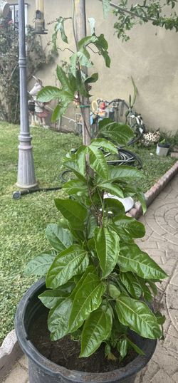 Maracuya Passion Fruit  Yellow  Sour 