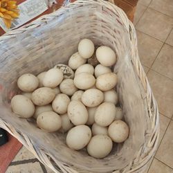 Duck Eggs 🥚 