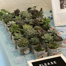 Baby Shower Burlap Wrapped Succulents