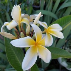 Plumeria Plants Or Branches