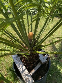 Plata Deliveri  Extra