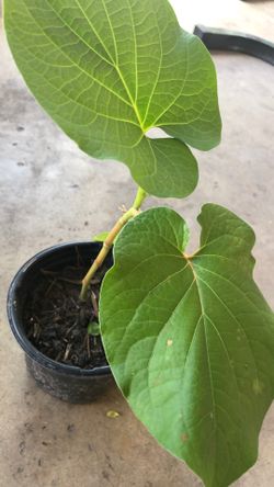 Plant     🌱 Oja   Santa 🌱holy leaf