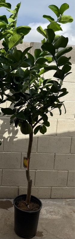 Poderosa Lemon 🍋 Tree In 5G 5F The Tall $65 Each Price Firm