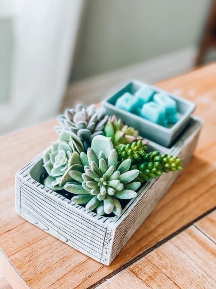 Succulent Scentsy Warmer