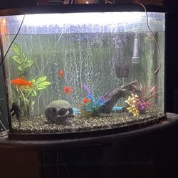 40 Gallons Fish Tank