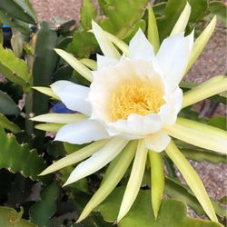 Dragon Fruit 