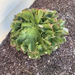 “Aeonium (Tree Aeonium succulent) in the pot