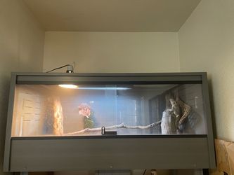 Bearded Dragon Enclosure