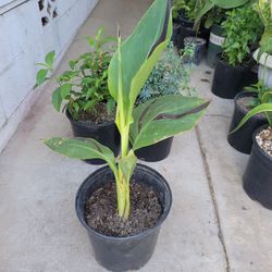 Plataniyo