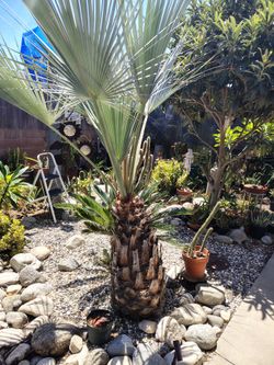 Mexican Silver Palm