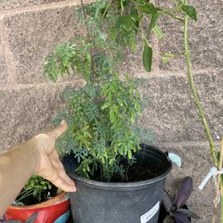 Ruda Plant For $15