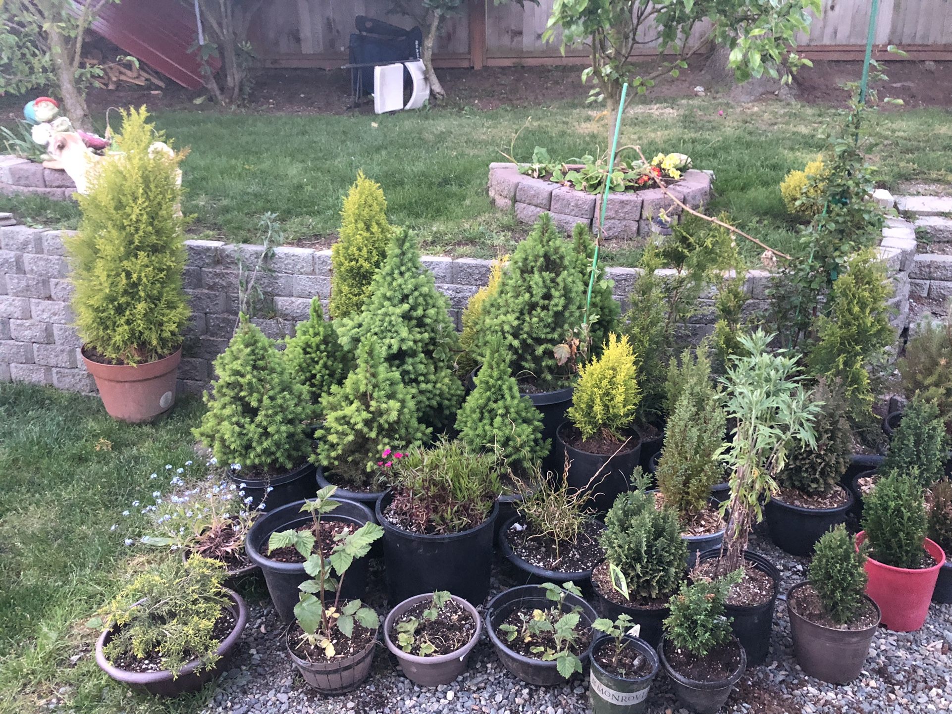 plants for sale