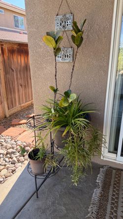 Planter with 2 plants
